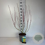 Cornus alba 'Aurea' 60-80 cm cont. 65L