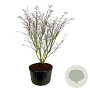 Cornus k. 'Weisse Fontaine' 225-250 cm cont. 285L solitair
