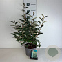 Elaeagnus ebbingei 40-50 cm 35L