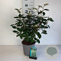 Elaeagnus ebbingei 50-60 cm 6,5L