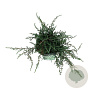 Juniperus communis 'Ristol' 40-50 cm 6L