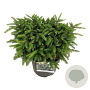 Picea a. 'Nidiformis' 30-40 cm 7,5L