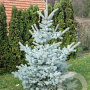 Picea pungens 'Edith' 300-350 cm draadkluit solitair