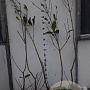 Aesculus parviflora 80-100 cm met kluit 1 tak