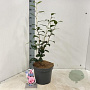 Camellia j. 'William Bartlett' 60-70 cm 5,0L