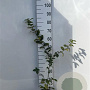 Carpinus betulus 60-80 cm 2,0L