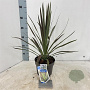 Cordyline aus. 'Chocolate Mint' 30-40 cm 3,0L
