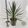 Cordyline aus. 'Chocolate Mint' 70-80 cm 12L