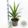 Cordyline aus. Emerald Star 40-50 cm 5,0L