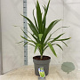Cordyline aus. Emerald Star 50-60 cm 12L