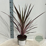 Cordyline aus. 'Southern Splendour' 30-40 cm 3,0L