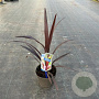 Cordyline Superstar 30-40 cm 3,0L