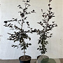 Fagus syl. 'Atropunicea' 100-125 cm 5,0L