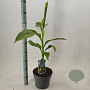 Musa basjoo 60-80 cm 5,0L