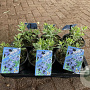 Perovskia atripl. 'Little Spire' 20-25 cm 2,0L