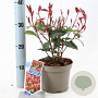 Photinia fraseri Carré Rouge 25-30 cm 2,0L