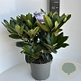 Rhododendron 'Gomer Waterer' 40-50 cm 5,0L