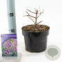 Vitex agnus-castus 30-35 cm 2,0L