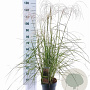 Miscanthus sin. Pink Cloud GM 6,5L