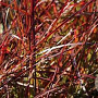 Miscanthus sin. 'Ruby Cute' GM C3