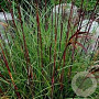 Miscanthus sin. 'Serengeti' GM 2,0L