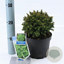 Cryptomeria j. 'Compressa' 20-25 cm 3,0L