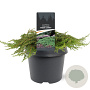 Juniperus comm. 'Green Carpet' 30-40 cm 3,0L