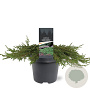 Juniperus comm. 'Green Carpet' 40-50 cm 5,0L