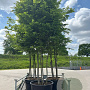 Carpinus betulus 300-350 cm container