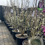 Cercis chinensis 'Shirobana' 150-175 cm 40L