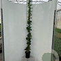 Hedera hibernica 170-200 cm 3,5L met stok