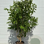 Heptacodium miconioides 200-250 cm cont. 90L meerstammig