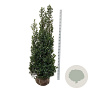 Ilex meserv. 'Heckenstar' 175-200 cm met kluit extra