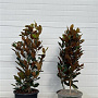 Magnolia grand. 'Little Gem' 80-100 cm container