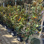 Magnolia grand. 'Little Gem' 120-140 cm 15L