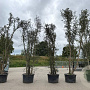 Quercus suber 450-500 cm container meerstammig