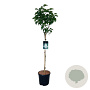Syringa v. 'Mme Lemoine' 90 cm stam 15L