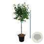 Syringa v. 'Mme Lemoine' 120 cm stam cont. 55L extra