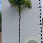 Wisteria brach. 'Iko-yama-fuji' hoogstam container 190STAM dakvorm