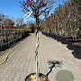Wisteria sinensis halfstam container