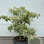 Cornus controversa 'Variegata' GM container solitair