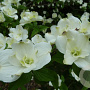 Cornus fl. 'Pluribracteata' 200-250 cm cont. 90L meerstammig