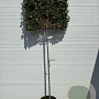 Elaeagnus ebbingei 10-12 HO container lei 120x120