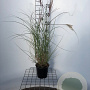 Miscanthus sin. 'Kleine Silbersp.' 40-50 cm 2,5L