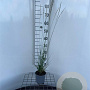 Molinia caerulea 'Heidebraut' 30-40 cm C1.3