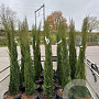 Cupressus sempervirens 150-175 cm 25L