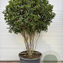 Osmanthus Aquifolium GM container meerstammig