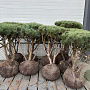 Pinus sylv. 'Watereri' 80-100 cm container meerstammig