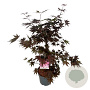 Acer pal. 'Bloodgood' 60-80 cm 10L