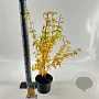 Acer pal. 'Sangokaku' 50-60 cm 3,0L